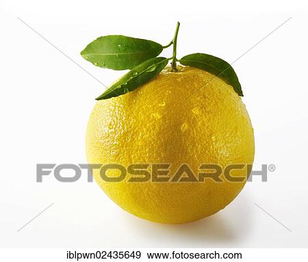 Fresh grapefruit with leaves View Large Photo Image Stock Photo - Fresh grapefruit with leaves. Fotosearch