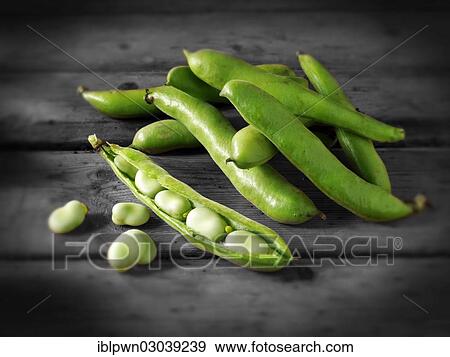Stock Photo - Fresh green broad beans in their pods. Fotosearch