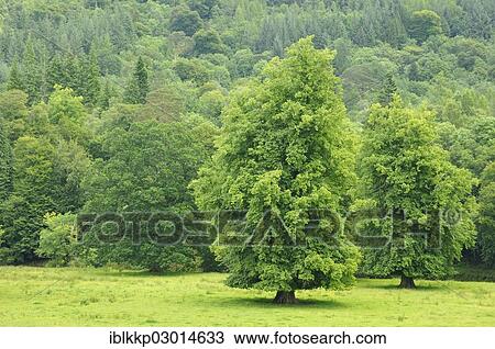 "Fresh green meadow and forest, Scotland, United Kingdom, Europe" View Large Photo Image Stock Image - "Fresh green meadow and forest, Scotland, United Kingdom, Europe". Fotosearch