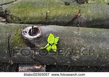 "Fresh green on a beech trunk (Fagus), in the forest near Wenger-Egg-Alpe, alp, Allgaeu region, Bavaria, Germany, Europe" View Large Photo Image Stock Photo - "Fresh green on a beech trunk (Fagus), in the forest near Wenger-Egg-Alpe, alp, Allgaeu region, Bavaria, Germany, Europe". Fotosearch