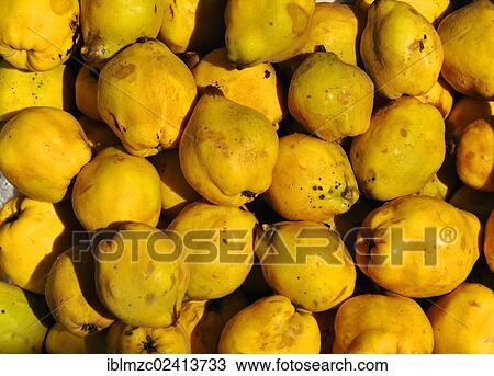 Fresh harvested Quince (Cydonia oblonga), Eckental, Middle Franconia, Bavaria, Germany, Europe View Large Photo Image Stock Image - Fresh harvested Quince (Cydonia oblonga), Eckental, Middle Franconia, Bavaria, Germany, Europe. Fotosearch