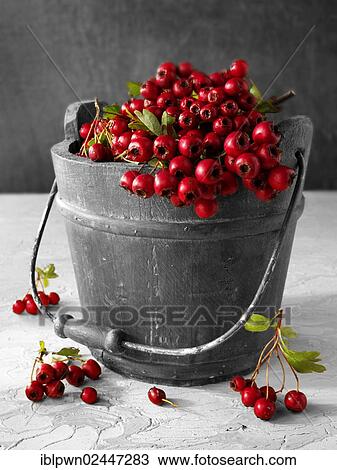 Fresh haws from the hawthorn bush View Large Photo Image Stock Image - Fresh haws from the hawthorn bush. Fotosearch