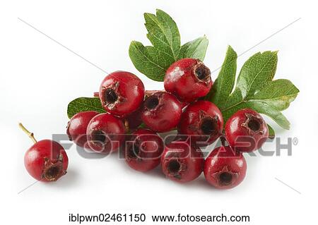 Fresh haws View Large Photo Image Stock Image - Fresh haws. Fotosearch