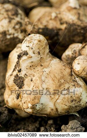 Fresh Jerusalem artichoke (Helianthus tuberosus) View Large Photo Image Stock Photo - Fresh Jerusalem artichoke (Helianthus tuberosus). Fotosearch