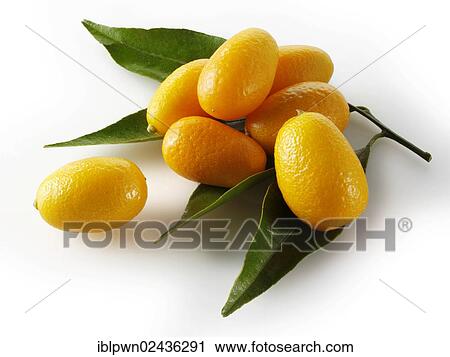 Fresh Kumquats View Large Photo Image Stock Image - Fresh Kumquats. Fotosearch