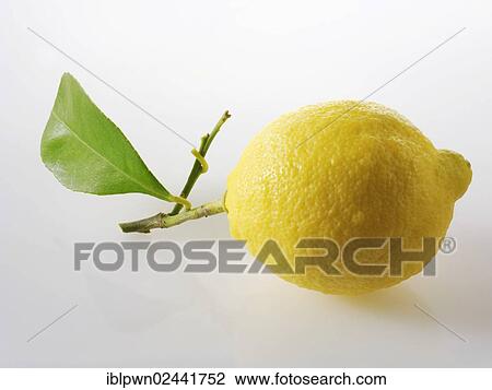 Fresh lemon View Large Photo Image Stock Image - Fresh lemon. Fotosearch