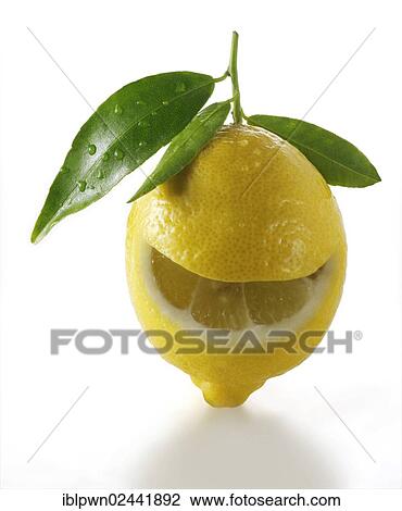 Fresh lemon with leaves View Large Photo Image Stock Image - Fresh lemon with leaves. Fotosearch