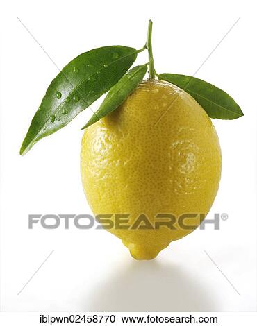 Fresh lemon with leaves View Large Photo Image Stock Image - Fresh lemon with leaves. Fotosearch