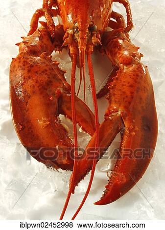Fresh lobster View Large Photo Image Stock Photo - Fresh lobster. Fotosearch