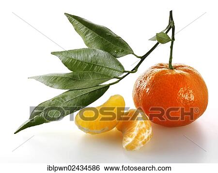 Fresh mandarin fruit with leaves View Large Photo Image Stock Photograph - Fresh mandarin fruit with leaves. Fotosearch