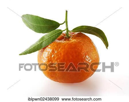 Stock Photo - Fresh mandarin with leaves. Fotosearch