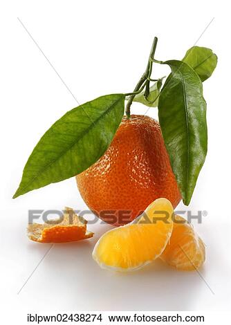 Fresh mandarins with leaves View Large Photo Image Picture - Fresh mandarins with leaves. Fotosearch