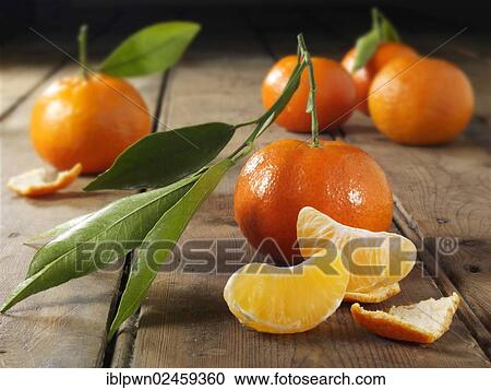 Fresh mandarins with leaves View Large Photo Image Stock Image - Fresh mandarins with leaves. Fotosearch