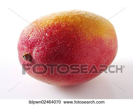 Fresh mango View Large Photo Image Stock Image - Fresh mango. Fotosearch