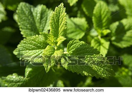 Fresh mint leaves growing View Large Photo Image Stock Photography - Fresh mint leaves growing. Fotosearch