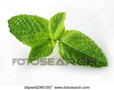Stock Photo - Fresh mint leaves. Fotosearch