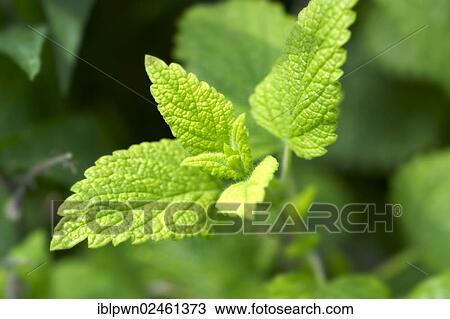 Fresh Mint (Mentha sp. ) leaves View Large Photo Image Stock Image - Fresh Mint (Mentha sp. ) leaves. Fotosearch
