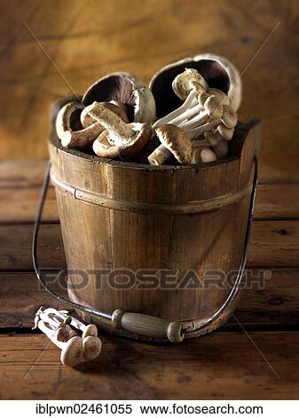 Fresh mixed mushrooms in a bucket View Large Photo Image Stock Photography - Fresh mixed mushrooms in a bucket. Fotosearch