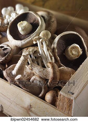 Stock Image - Fresh mixed whole mushrooms. Fotosearch