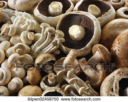 Stock Image - Fresh mixed whole mushrooms. Fotosearch