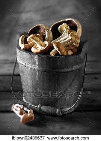 Fresh mixed whole mushrooms View Large Photo Image Stock Photo - Fresh mixed whole mushrooms. Fotosearch