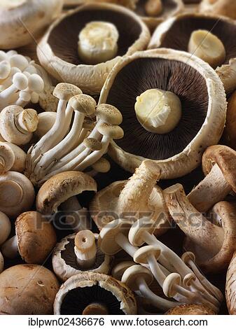Fresh mixed whole mushrooms View Large Photo Image Stock Photograph - Fresh mixed whole mushrooms. Fotosearch