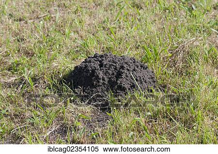 Fresh molehill on a mowed meadow View Large Photo Image Stock Photography - Fresh molehill on a mowed meadow. Fotosearch