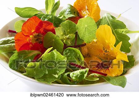 Fresh nasturtium flowers and leaves in a salad View Large Photo Image Stock Image - Fresh nasturtium flowers and leaves in a salad. Fotosearch