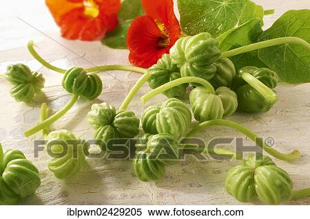 "Fresh nasturtium flowers, leaves and seeds" View Large Photo Image Stock Photography - "Fresh nasturtium flowers, leaves and seeds". Fotosearch