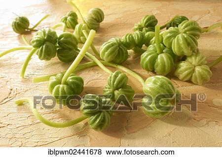 Stock Photo - Fresh nasturtium seeds. Fotosearch