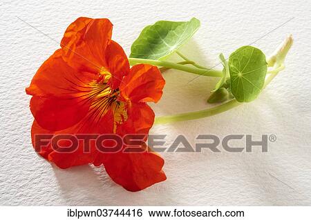 "Fresh Nasturtium (Tropaeolum), flower and leaves" View Large Photo Image Stock Photograph - "Fresh Nasturtium (Tropaeolum), flower and leaves". Fotosearch
