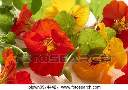 "Fresh Nasturtium (Tropaeolum), flowers and leaves" View Large Photo Image Stock Photo - "Fresh Nasturtium (Tropaeolum), flowers and leaves". Fotosearch