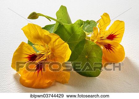 "Fresh Nasturtium (Tropaeolum), flowers and leaves" View Large Photo Image Stock Photo - "Fresh Nasturtium (Tropaeolum), flowers and leaves". Fotosearch