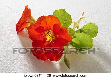 Stock Photograph - "Fresh Nasturtium (Tropaeolum), flowers and leaves". Fotosearch