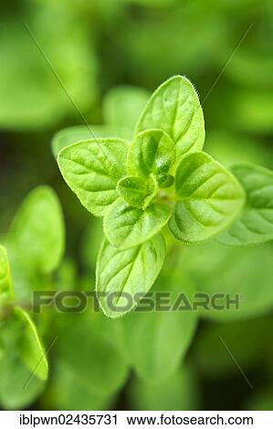 Fresh Oregano leaves (Origanum vulgare) View Large Photo Image Stock Image - Fresh Oregano leaves (Origanum vulgare). Fotosearch