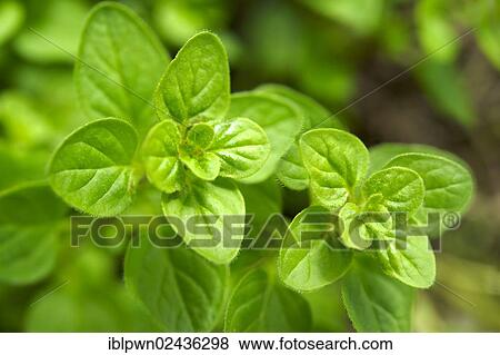 Fresh oregano leaves View Large Photo Image Stock Photo - Fresh oregano leaves. Fotosearch