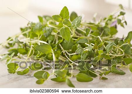 Fresh oregano (Origanum vulgare) View Large Photo Image Picture - Fresh oregano (Origanum vulgare). Fotosearch