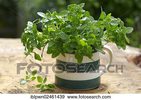 Fresh oregano View Large Photo Image Stock Photo - Fresh oregano. Fotosearch
