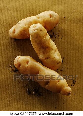 Stock Photography - Fresh organic Anya potatoes. Fotosearch