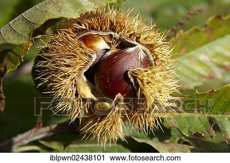 Stock Image - Fresh organic Chestnuts (Castanea sativa). Fotosearch