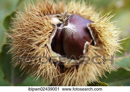 Stock Image - Fresh organic Chestnuts (Castanea sativa). Fotosearch