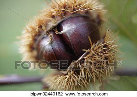 Stock Image - Fresh organic Chestnuts (Castanea sativa). Fotosearch