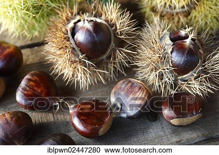 Fresh organic Chestnuts (Castanea sativa) View Large Photo Image Stock Image - Fresh organic Chestnuts (Castanea sativa). Fotosearch