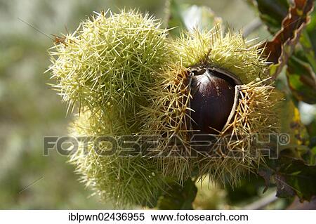 Stock Photography - Fresh organic Chestnuts (Castanea sativa). Fotosearch