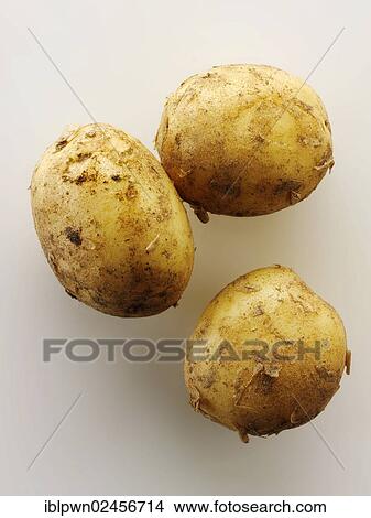 Fresh organic new Jersey potatoes View Large Photo Image Picture - Fresh organic new Jersey potatoes. Fotosearch