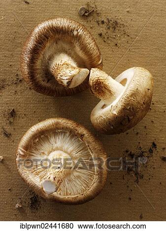 Stock Image - Fresh organic Shiitake mushrooms. Fotosearch