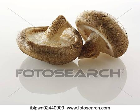 Fresh organic Shiitake mushrooms View Large Photo Image Stock Photo - Fresh organic Shiitake mushrooms. Fotosearch