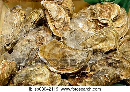 "Fresh oysters, chilled with ice, Berlin International Green Week, trade fair, Berlin, Berlin, Germany, Europe" View Large Photo Image Stock Photo - "Fresh oysters, chilled with ice, Berlin International Green Week, trade fair, Berlin, Berlin, Germany, Europe". Fotosearch