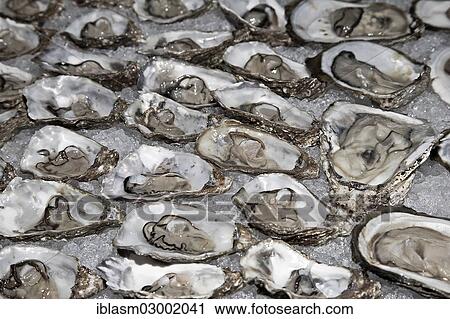 Fresh oysters on crushed ice View Large Photo Image Stock Image - Fresh oysters on crushed ice. Fotosearch