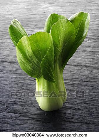 Fresh Pak Choi leaves View Large Photo Image Picture - Fresh Pak Choi leaves. Fotosearch